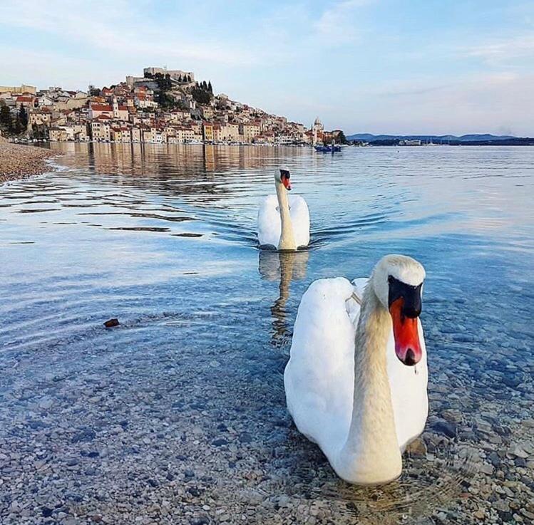 Antique Appartement Šibenik